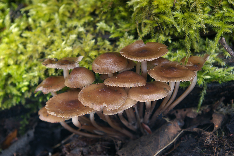 Mycena tintinnabulum